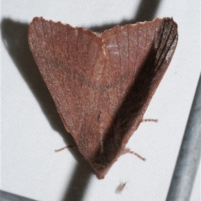 Pararguda rufescens (Rufous Snout Moth) at Freshwater Creek, VIC - 18 Feb 2021 by WendyEM