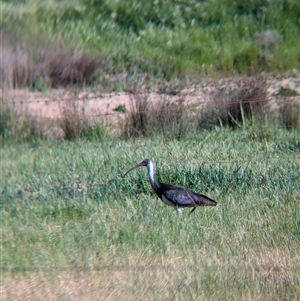 Threskiornis spinicollis (Straw-necked Ibis) at Walla Walla, NSW by Darcy