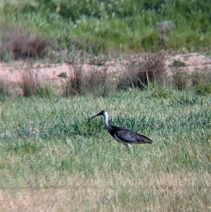 Threskiornis spinicollis at suppressed - suppressed