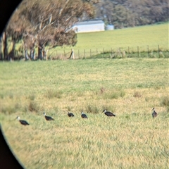 Threskiornis spinicollis at Walla Walla, NSW - suppressed