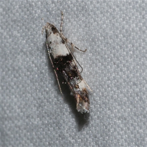 Leptozestis toreutica at Freshwater Creek, VIC - 18 Feb 2021