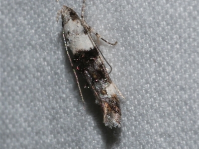 Leptozestis toreutica (Cosmopterigidae) at Freshwater Creek, VIC - 18 Feb 2021 by WendyEM