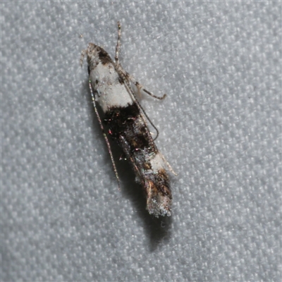 Leptozestis toreutica (Cosmopterigidae) at Freshwater Creek, VIC - 18 Feb 2021 by WendyEM