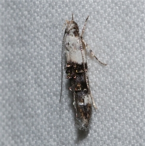 Leptozestis toreutica at Freshwater Creek, VIC - 18 Feb 2021