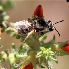 Unidentified Bee (Hymenoptera, Apiformes) at Bandiana, VIC - 12 Oct 2024 by KylieWaldon