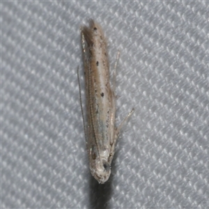 Batrachedra (genus) at Freshwater Creek, VIC - 18 Feb 2021