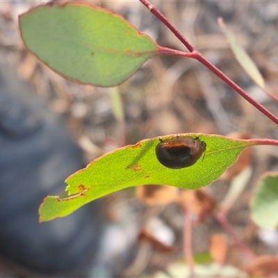Paropsisterna cloelia (Eucalyptus variegated beetle) at Bungendore, NSW - 13 Oct 2024 by clarehoneydove