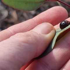 Paropsisterna cloelia at Bungendore, NSW - 13 Oct 2024