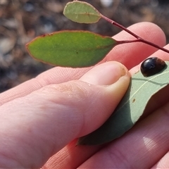 Paropsisterna cloelia at Bungendore, NSW - 13 Oct 2024