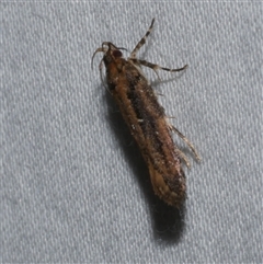 Macrobathra nephelomorpha (A curved-horn moth) at Freshwater Creek, VIC - 18 Feb 2021 by WendyEM