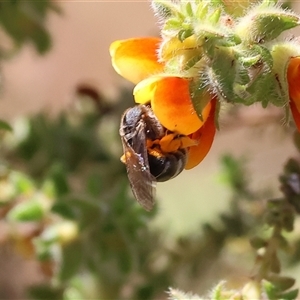 Unidentified Bee (Hymenoptera, Apiformes) at Bandiana, VIC by KylieWaldon