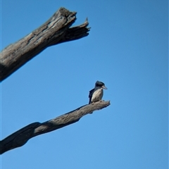 Dacelo novaeguineae (Laughing Kookaburra) at Walla Walla, NSW - 11 Oct 2024 by Darcy