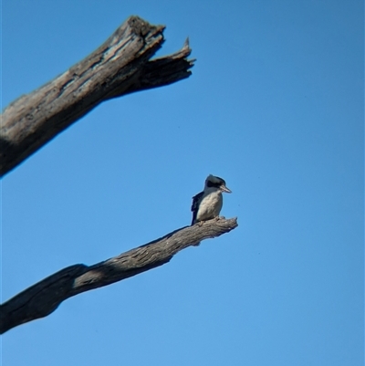 Dacelo novaeguineae (Laughing Kookaburra) at Walla Walla, NSW - 11 Oct 2024 by Darcy