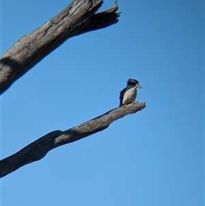 Dacelo novaeguineae at Walla Walla, NSW - 11 Oct 2024