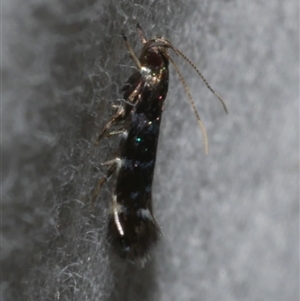 Mimodoxa metallica (A Cosmet moth (Cosmopteriginae)) at Freshwater Creek, VIC by WendyEM