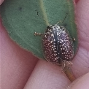 Paropsisterna decolorata at Bungendore, NSW - 13 Oct 2024