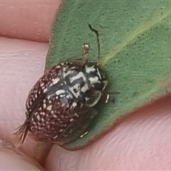 Paropsisterna decolorata at Bungendore, NSW - 13 Oct 2024