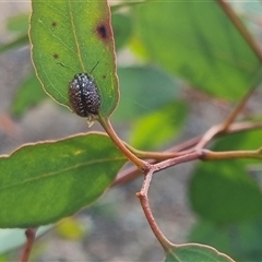 Paropsisterna decolorata at Bungendore, NSW - 13 Oct 2024