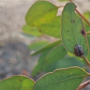 Paropsisterna decolorata at Bungendore, NSW - 13 Oct 2024