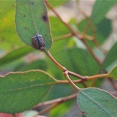 Paropsisterna decolorata at Bungendore, NSW - 13 Oct 2024