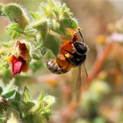 Unidentified Bee (Hymenoptera, Apiformes) at Bandiana, VIC - 12 Oct 2024 by KylieWaldon