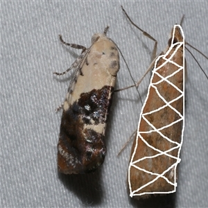 Hypertropha chlaenota (A Gelechioid moth) at Freshwater Creek, VIC by WendyEM