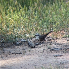 Pomatostomus temporalis temporalis (Grey-crowned Babbler) at Walla Walla, NSW - 11 Oct 2024 by Darcy