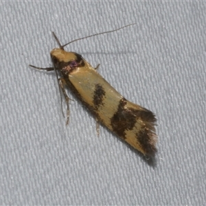 Olbonoma triptycha at Freshwater Creek, VIC - 18 Feb 2021 09:28 PM