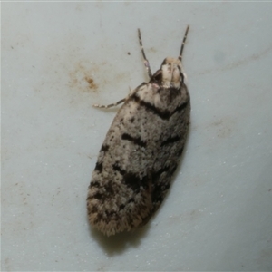 Scatochresis episema (A scat moth) at Freshwater Creek, VIC by WendyEM