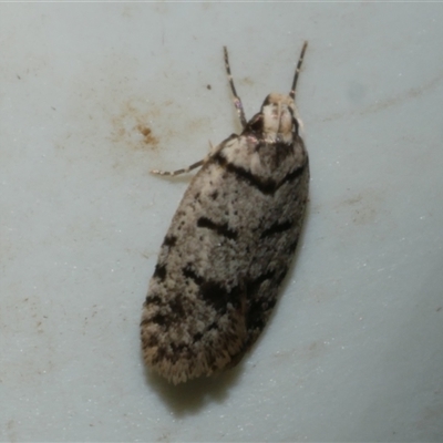 Scatochresis episema (A scat moth) at Freshwater Creek, VIC - 18 Feb 2021 by WendyEM