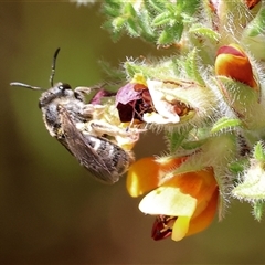 Unidentified Bee (Hymenoptera, Apiformes) at Bandiana, VIC - 12 Oct 2024 by KylieWaldon