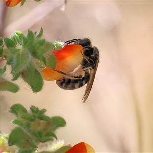 Unidentified Bee (Hymenoptera, Apiformes) at Bandiana, VIC by KylieWaldon