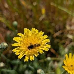 Simosyrphus grandicornis at Walla Walla, NSW by Darcy