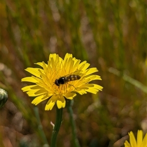 Melangyna viridiceps at Walla Walla, NSW - suppressed