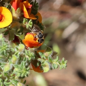 Apis mellifera at Bandiana, VIC by KylieWaldon