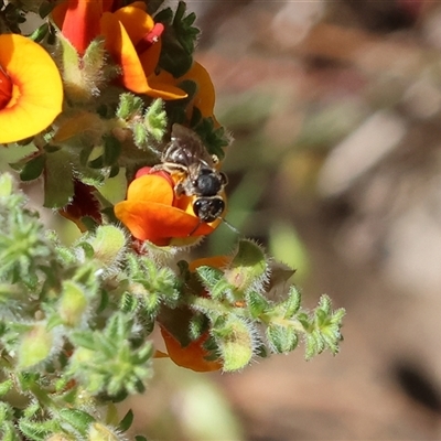 Apis mellifera at Bandiana, VIC - 12 Oct 2024 by KylieWaldon