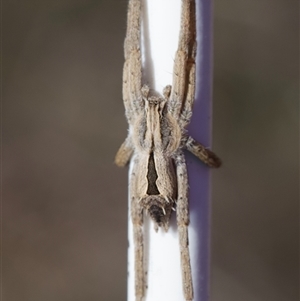 Argoctenus sp. (genus) at Murrumbateman, NSW - 13 Oct 2024