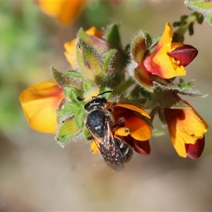 Unidentified Bee (Hymenoptera, Apiformes) at Bandiana, VIC by KylieWaldon