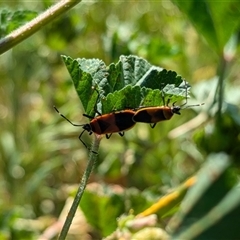 Dindymus versicolor (Harlequin Bug) at Walla Walla, NSW - 10 Oct 2024 by Darcy