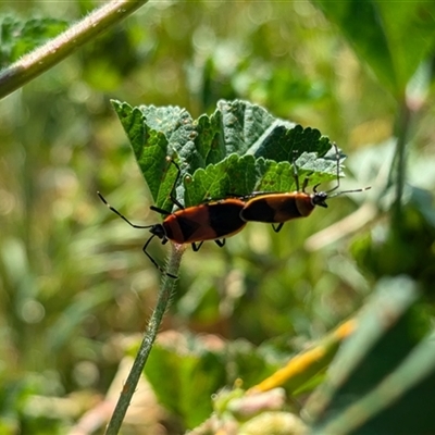 Dindymus versicolor (Harlequin Bug) at Walla Walla, NSW - 11 Oct 2024 by Darcy