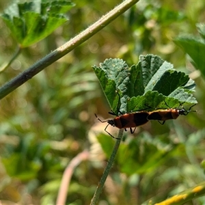 Dindymus versicolor at Walla Walla, NSW - suppressed