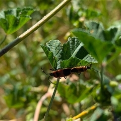 Dindymus versicolor at Walla Walla, NSW - suppressed