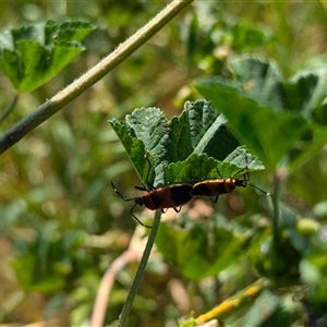 Dindymus versicolor at suppressed - suppressed