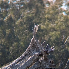 Dacelo novaeguineae (Laughing Kookaburra) at Walla Walla, NSW - 11 Oct 2024 by Darcy