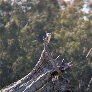 Dacelo novaeguineae (Laughing Kookaburra) at Walla Walla, NSW by Darcy