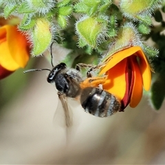 Unidentified Bee (Hymenoptera, Apiformes) at Bandiana, VIC - 12 Oct 2024 by KylieWaldon