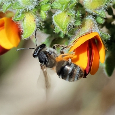 Unidentified Bee (Hymenoptera, Apiformes) at Bandiana, VIC - 12 Oct 2024 by KylieWaldon