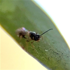 Apocrita (suborder) at Dickson, ACT - 13 Oct 2024 01:22 PM