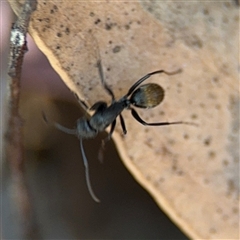 Camponotus aeneopilosus (A Golden-tailed sugar ant) at Dickson, ACT - 13 Oct 2024 by Hejor1