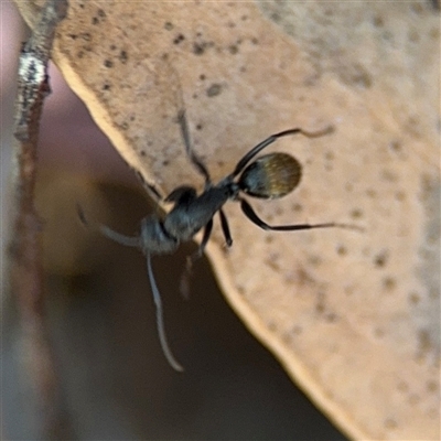 Camponotus aeneopilosus (A Golden-tailed sugar ant) at Dickson, ACT - 13 Oct 2024 by Hejor1